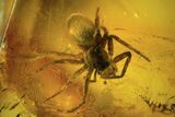 Detailed Fossil Spider (Aranea) In Baltic Amber #87237-2